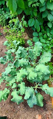 Foto des Albums: Unser Garten