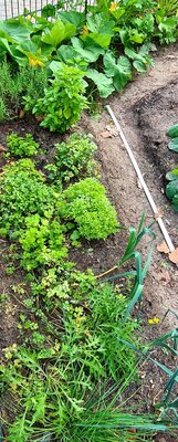 Foto des Albums: Unser Garten