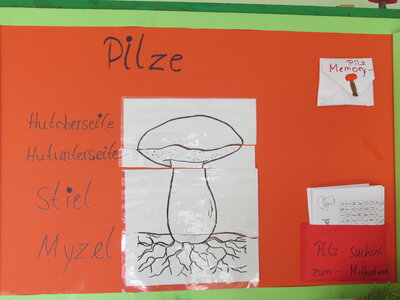 Foto des Albums: Achtung! Pilze überall ...