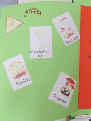 Foto des Albums: Achtung! Pilze überall ...