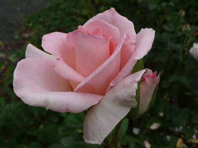Foto des Albums: 'Katrin'