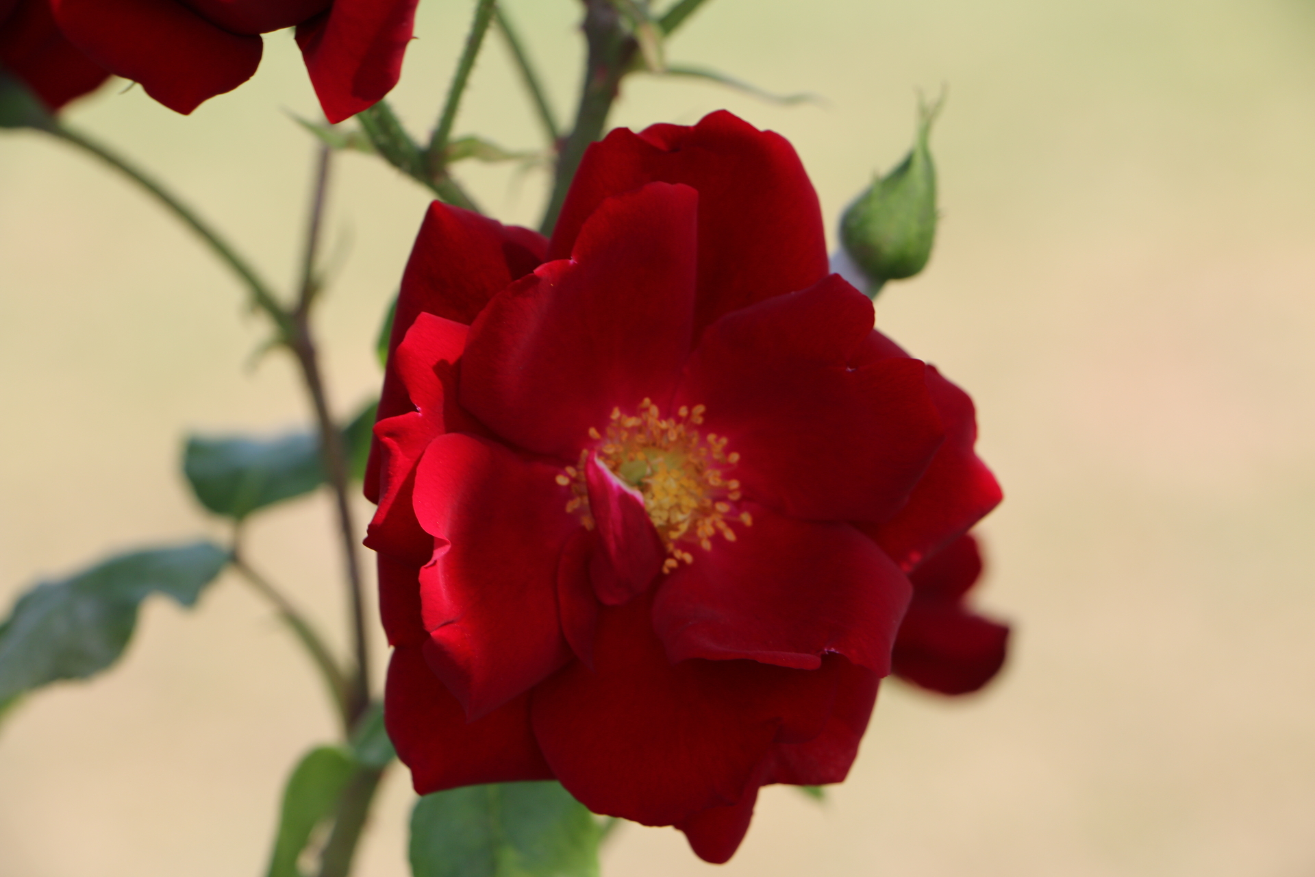 Faszination Rosen &amp;#39;Schwarzer Samt&amp;#39; - Rosenfreundeskreis &amp;quot;Sächsisches ...