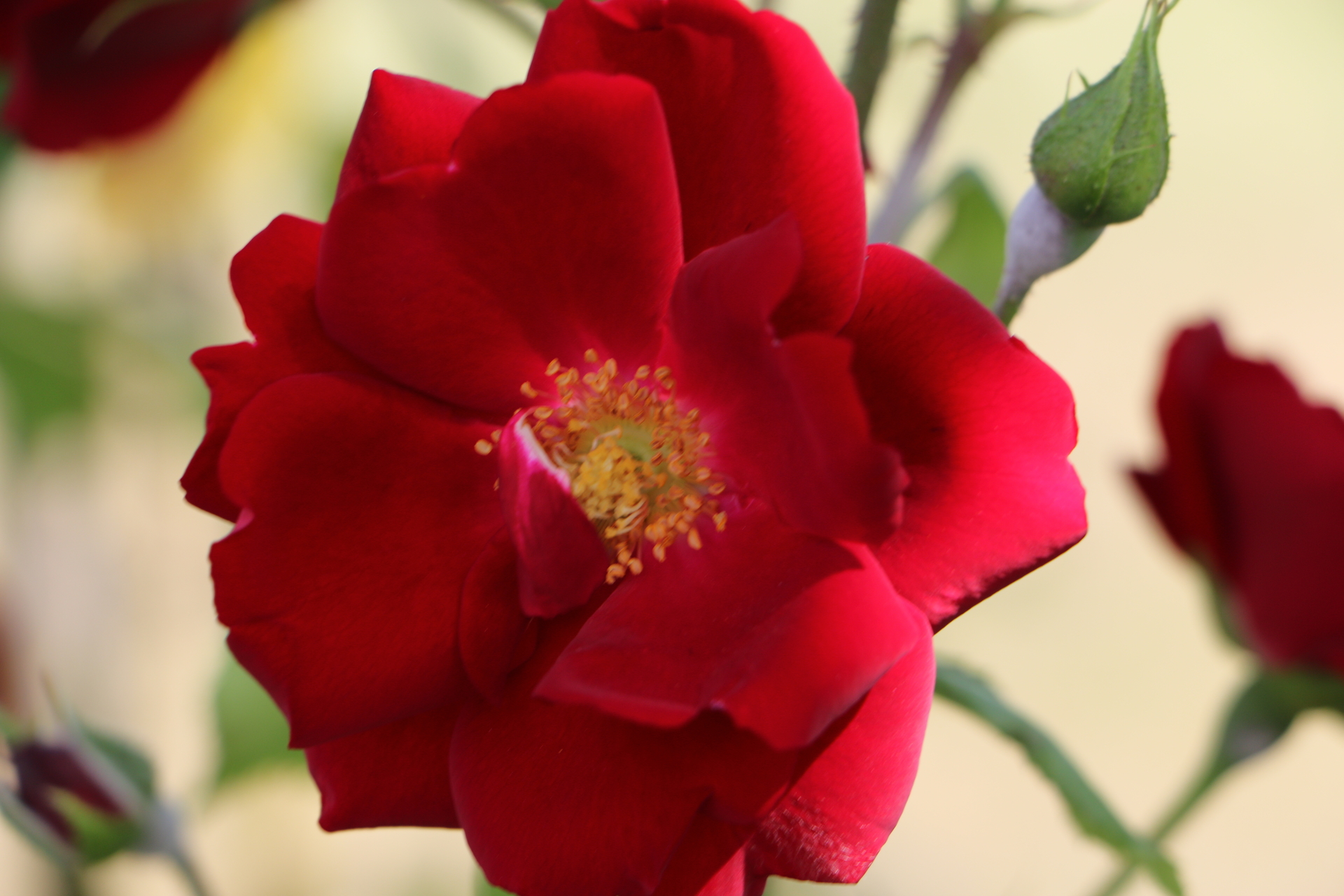 Faszination Rosen &amp;#39;Schwarzer Samt&amp;#39; - Rosenfreundeskreis &amp;quot;Sächsisches ...