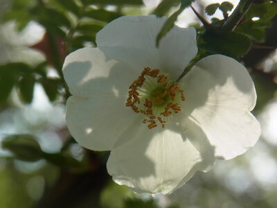 Foto des Albums: Rosa sericea f. pteracantha