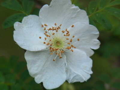 Foto des Albums: Rosa sericea f. pteracantha