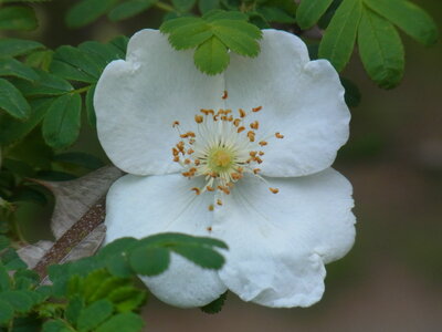 Foto des Albums: Rosa sericea f. pteracantha