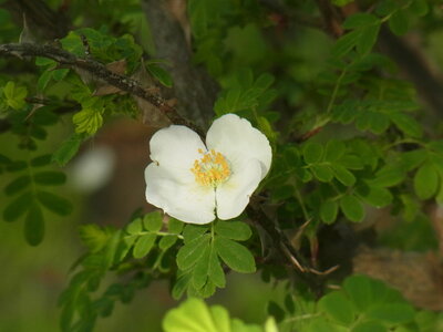 Foto des Albums: Rosa sericea f. pteracantha