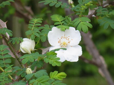 Foto des Albums: Rosa sericea f. pteracantha