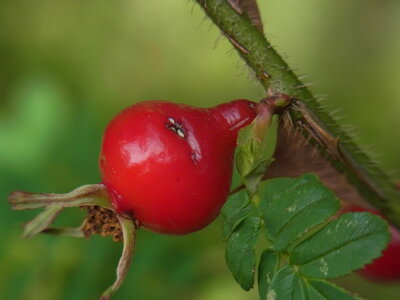 Foto des Albums: Rosa sericea f. pteracantha