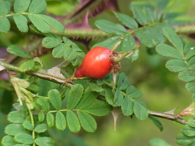 Foto des Albums: Rosa sericea f. pteracantha