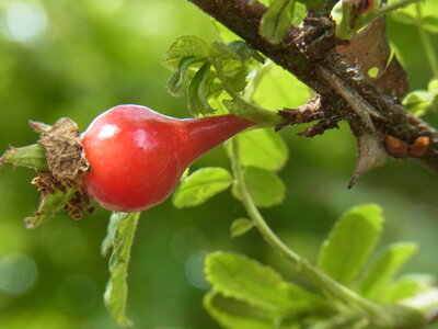 Foto des Albums: Rosa sericea f. pteracantha