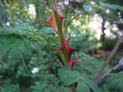 Foto des Albums: Rosa sericea f. pteracantha