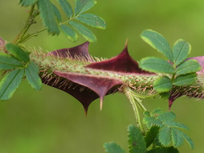 Foto des Albums: Rosa sericea f. pteracantha