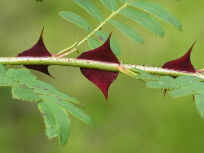 Foto des Albums: Rosa sericea f. pteracantha