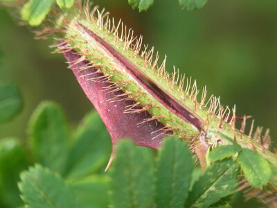 Foto des Albums: Rosa sericea f. pteracantha