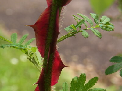 Foto des Albums: Rosa sericea f. pteracantha