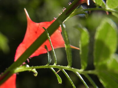 Foto des Albums: Rosa sericea f. pteracantha