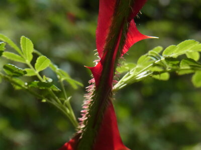 Foto des Albums: Rosa sericea f. pteracantha