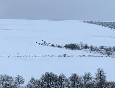 Foto des Albums: Ausflug in den Schnee
