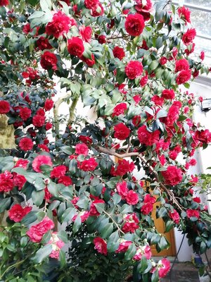 Camellia japonica "Althaeiflora"  (Bild vergr&ouml;&szlig;ern)