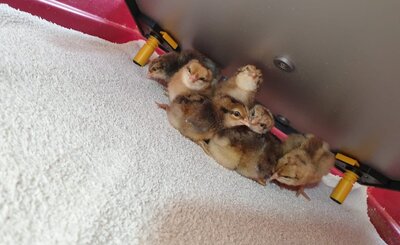 Foto des Albums: Hühnerküken in der Grundschule Hüttigweiler