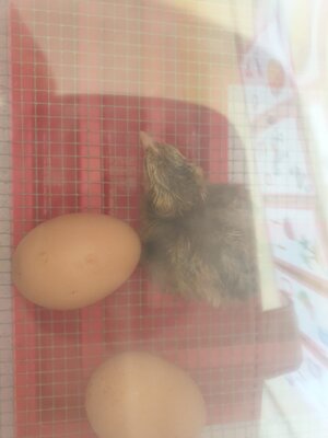 Foto des Albums: Hühnerküken in der Grundschule Hüttigweiler