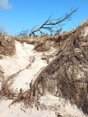 Foto des Albums: Wanderwoche in der Region Fischland-Darß-Zingst (16.05.2023)