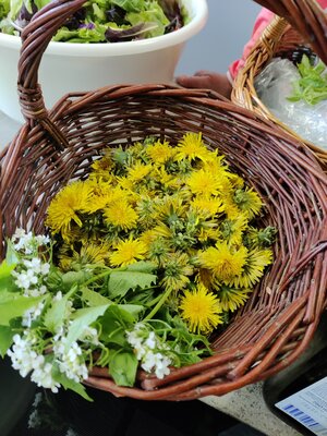Foto des Albums: Kräuterworkshop