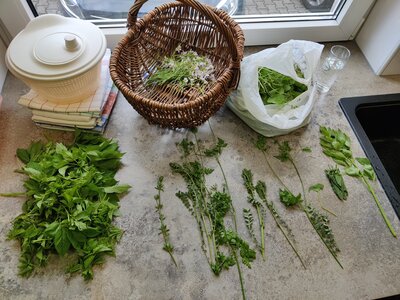 Foto des Albums: Kräuterworkshop