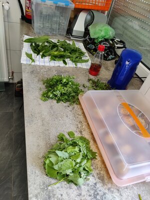 Foto des Albums: Kräuterworkshop