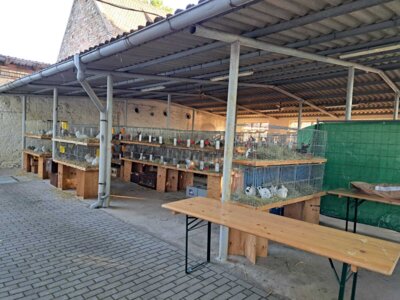 Foto des Albums: Kaninchenschau