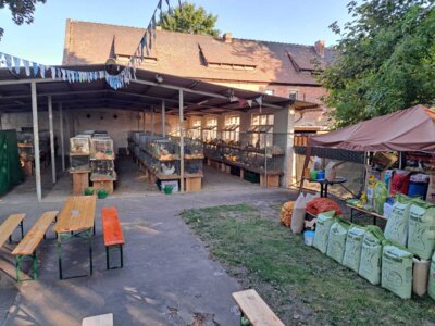 Foto des Albums: Kaninchenschau
