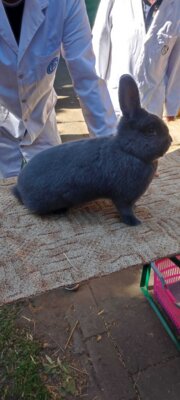 Foto des Albums: Kaninchenschau