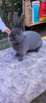 Foto des Albums: Kaninchenschau