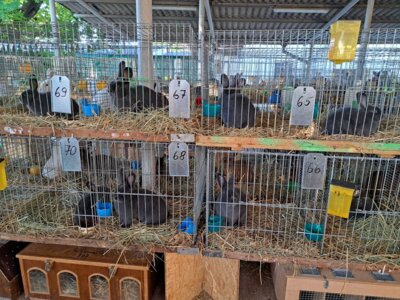 Foto des Albums: Kaninchenschau