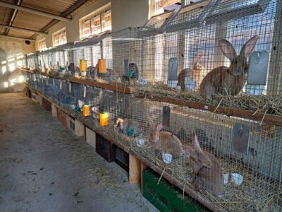 Foto des Albums: Kaninchenschau