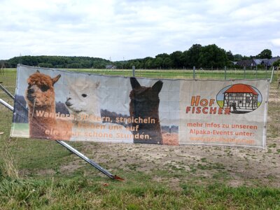 Foto des Albums: Alpaka Ausflug