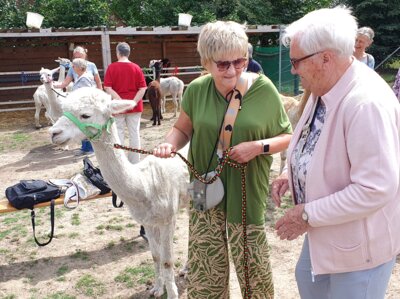 Foto des Albums: Alpaka Ausflug