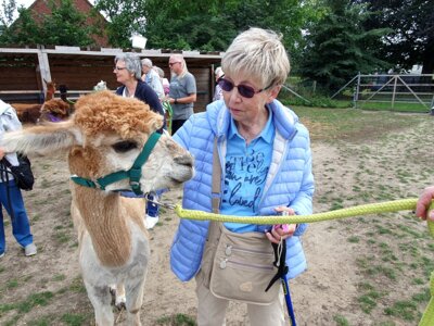 Foto des Albums: Alpaka Ausflug