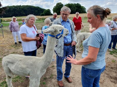 Foto des Albums: Alpaka Ausflug