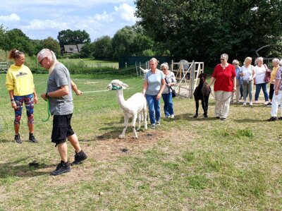 Foto des Albums: Alpaka Ausflug