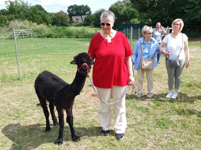 Foto des Albums: Alpaka Ausflug