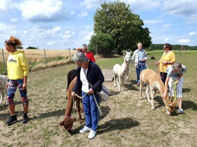 Foto des Albums: Alpaka Ausflug