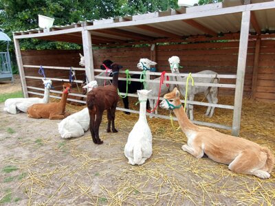Foto des Albums: Alpaka Ausflug
