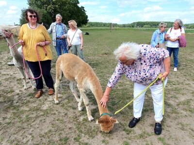 Foto des Albums: Alpaka Ausflug