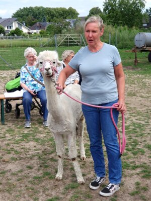 Foto des Albums: Alpaka Ausflug
