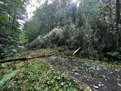 Foto des Albums: Technische Hilfe Klein - Baum auf Straße 07/23
