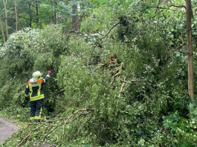Foto des Albums: Technische Hilfe Klein - Baum auf Straße 07/23