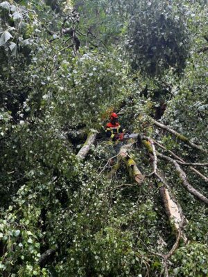 Foto des Albums: Technische Hilfe Klein - Baum auf Straße 07/23