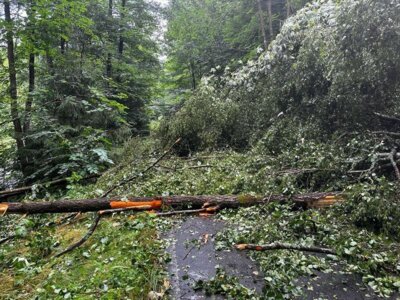 Foto des Albums: Technische Hilfe Klein - Baum auf Straße 07/23